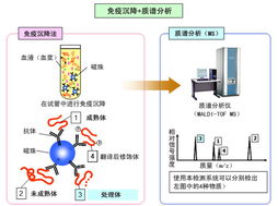 應(yīng)用島津質(zhì)譜技術(shù)開發(fā)生物標(biāo)志物，推動(dòng)生物技術(shù)新突破